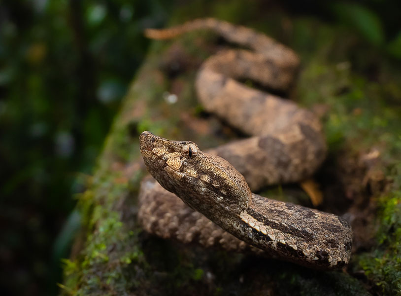 Hypnale hypnale (Humped-nosed viper)