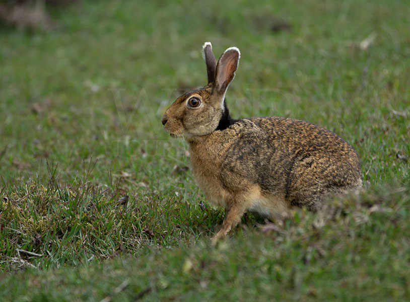 Indian hare (Lepus nigricollis)
