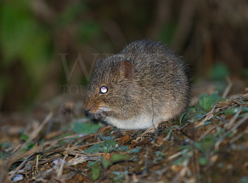 Indian bush rat (Golunda ellioti)
