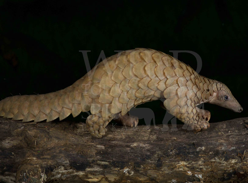 Indian pangolin (Manis crassicaudata)