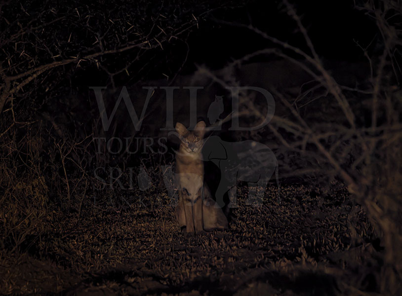 Jungle cat (Felis chaus)