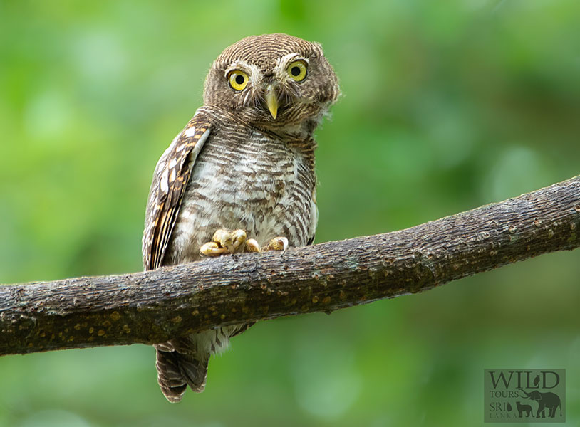 Jungle owlet (Glaucidium radiatum)