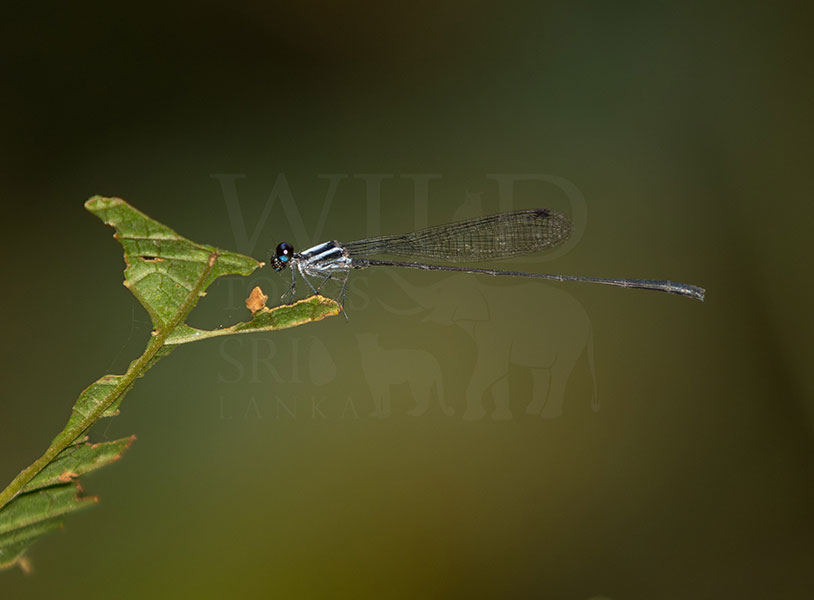 Jungle threadtail(Elattoneura caesia)
