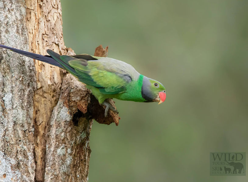 Layard’s parakeet (Psittacula calthrapae)