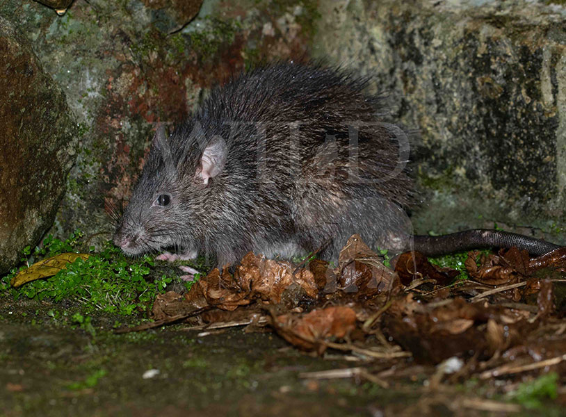 Lesser bandicoot rat(Bandicota bengalensis)
