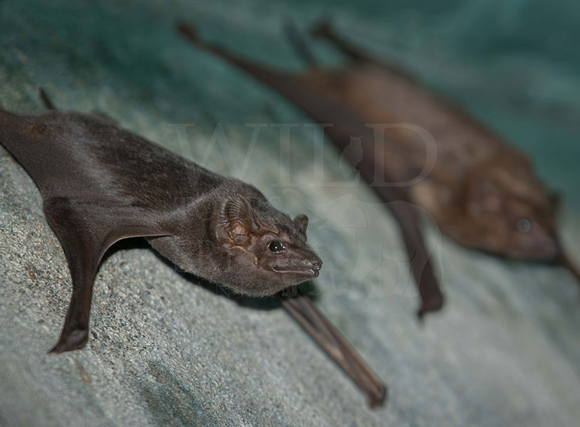 Long winged tomb bat (Taphozous longimanus)