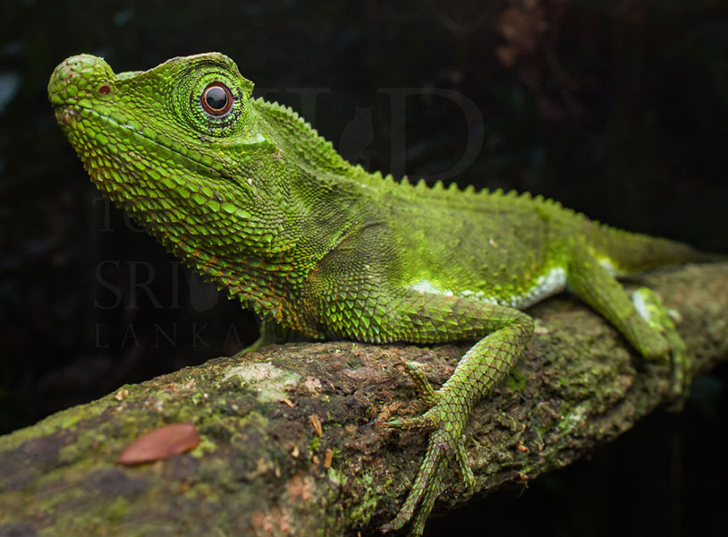 Lyriocephalus scutatus(Hump-nosed lizard)