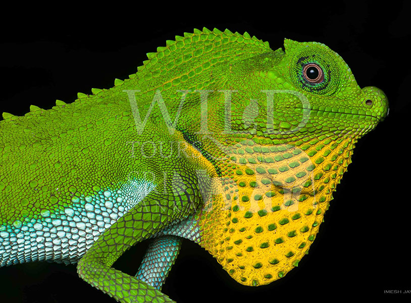 Lyriocephalus scutatus(Hump-nosed lizard)
