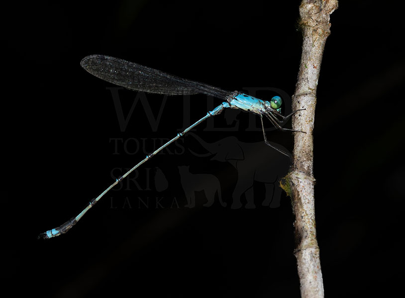 Sri Lanka Metallic-backed Reedling (Indolestes divisus)