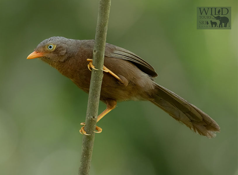 Orange-billed babbler (Argya rufescens)