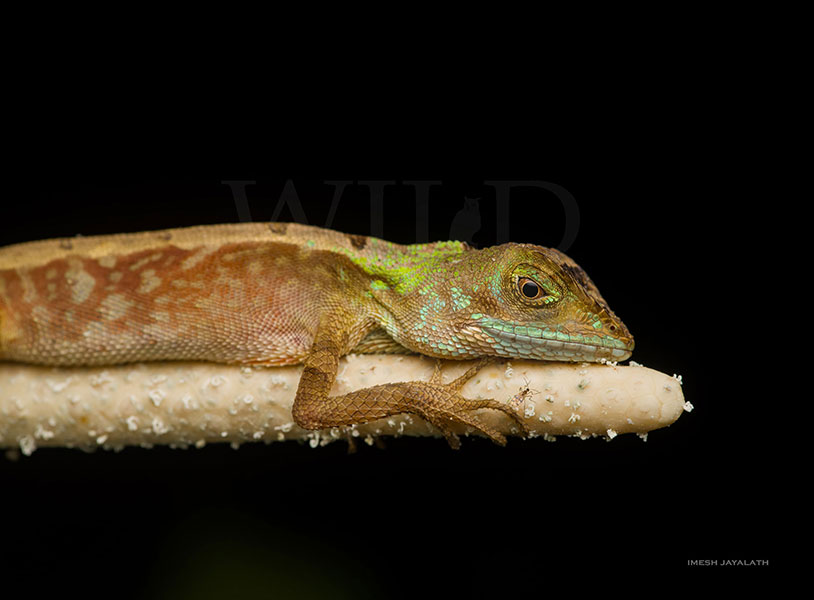 Otocryptis wiegmanni (Sri Lankan kangaroo lizard)