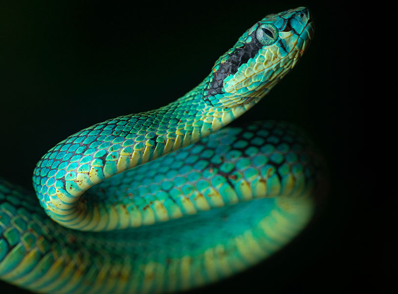 Peltopeler trigonocephalus (Sri lanka green pit viper)