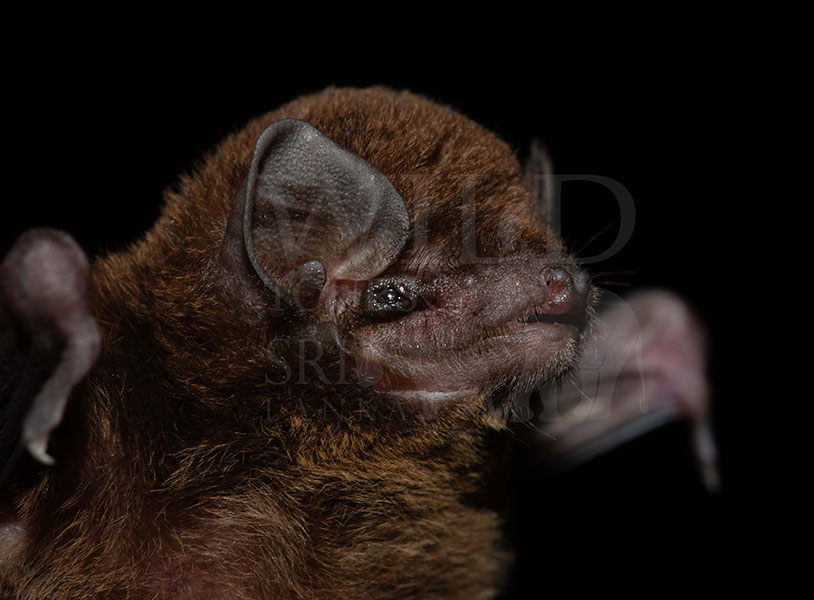 Phillips's Long-fingered Bat(Miniopterus phillipsi)