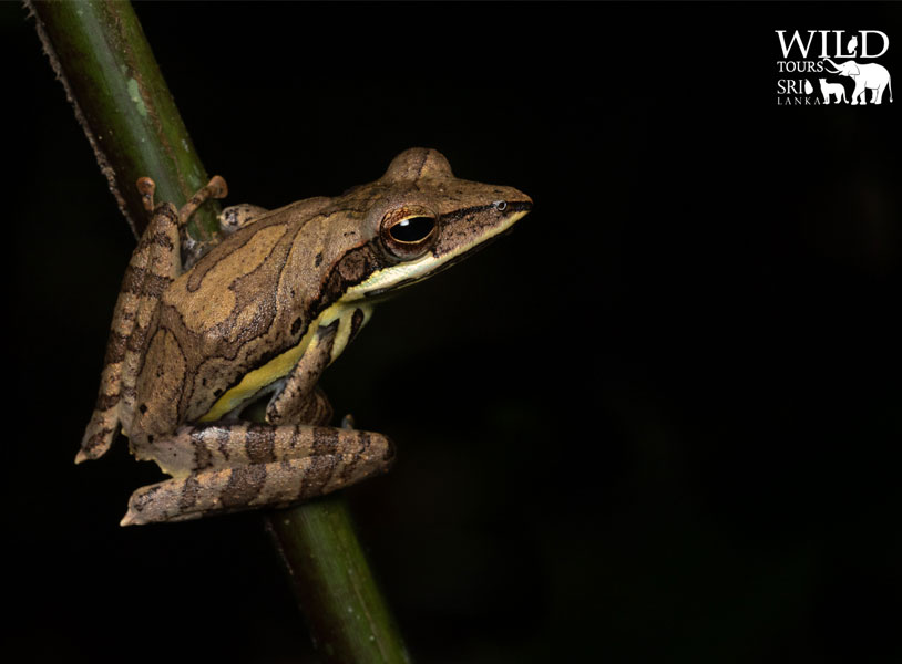 Polypedates fastigo (Rkawana whipping frog)