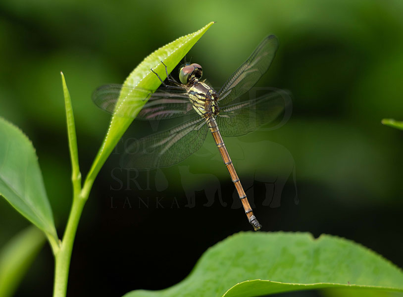 Pruinosed Bloodtail(Lathrecista asiatica asiatica)