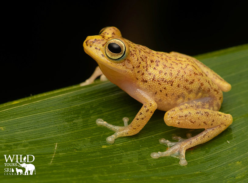 Pseudophilautus auratus (golden shrub frog)