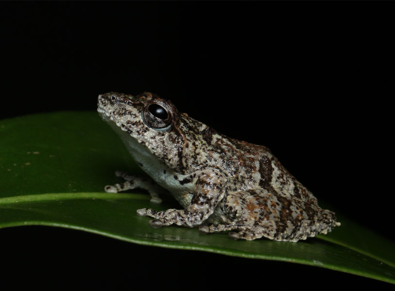 Pseudophilautus decoris (Elegant shrub frog)