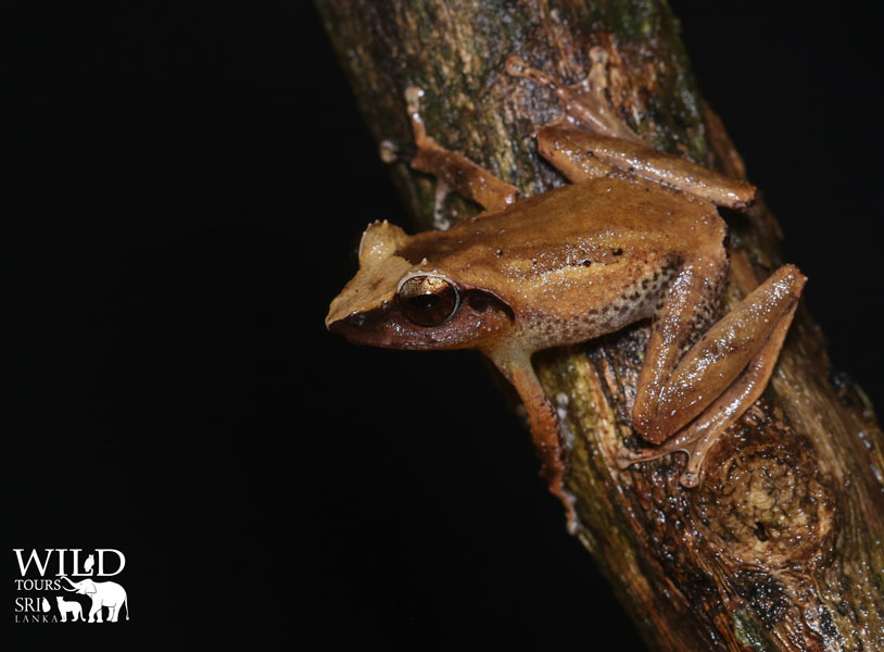 Pseudophilautus folicola (Leaf-dwelling shrub frog)