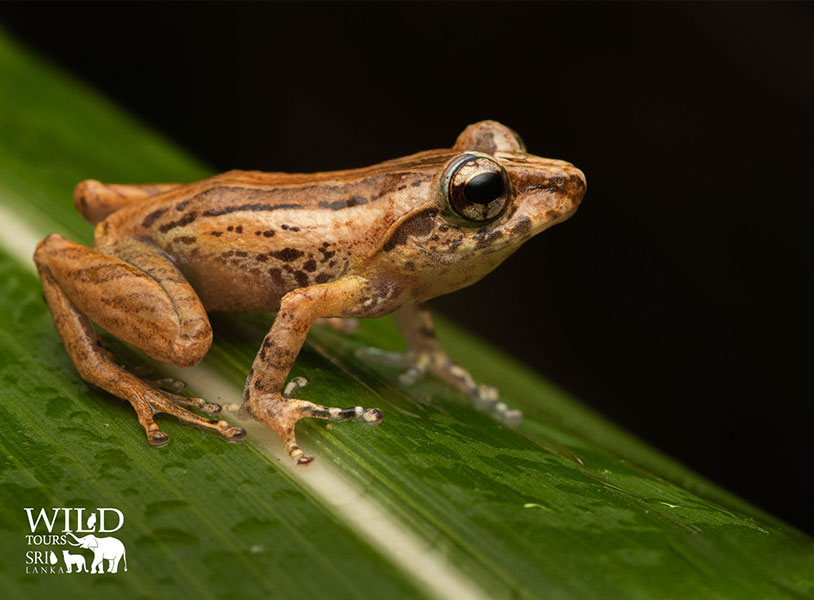 Pseudophilautus hypomelas(Webless shrub frog)