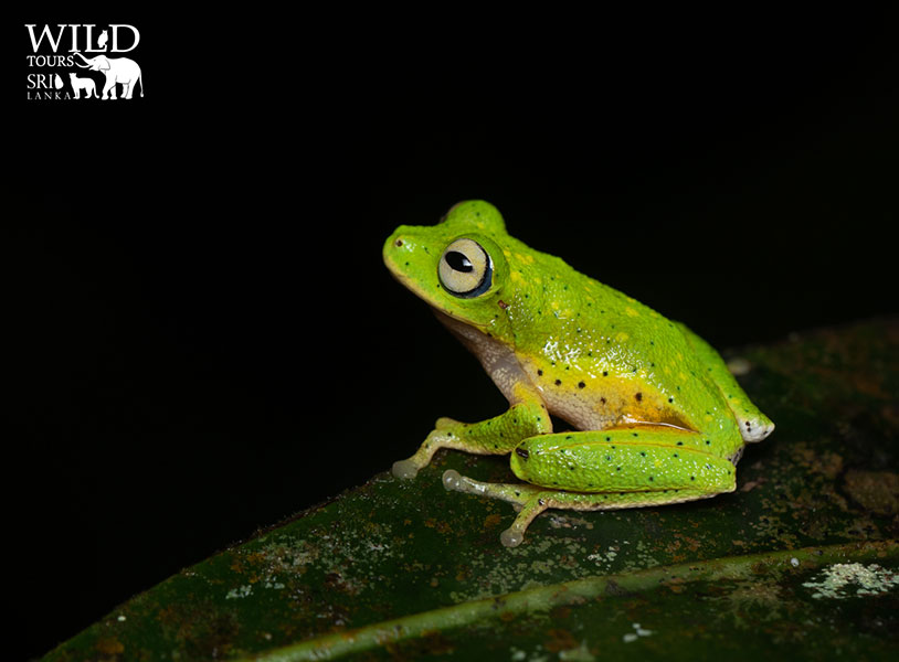 Pseudophilautus poppiae (poppy's shrub frog)