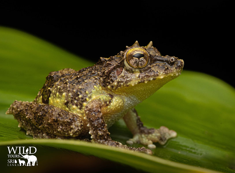 Pseudophilautus schmarda (Schmarda's shrub frog)