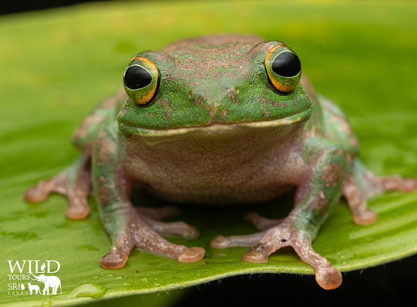 Pseudophilautus stellatus (starry shrub frog)