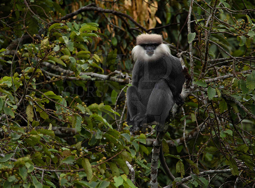 Purple-Faced Langur (Semnopithecus vetulus)
