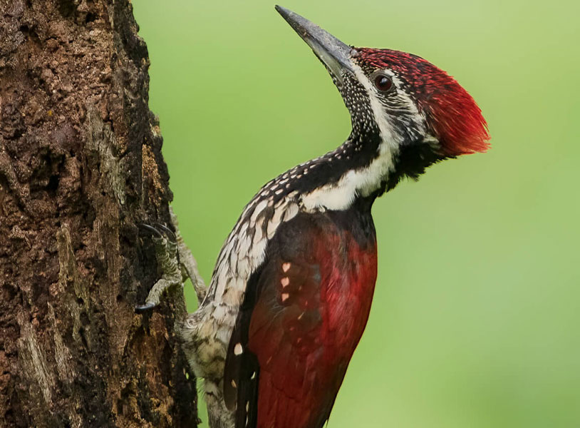Red-backed Flameback (Dinopium psarodes)