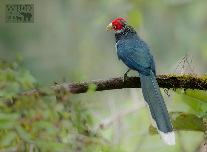 Red-faced malkoha (Phaenicophaeus pyrrhocephalus)