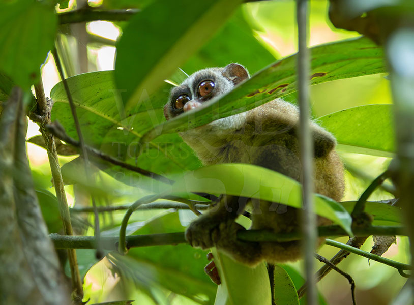 Red slender loris (Loris tardigradus)