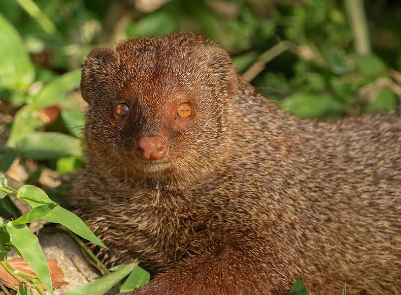 Ruddy mongoose (Urva smithii)