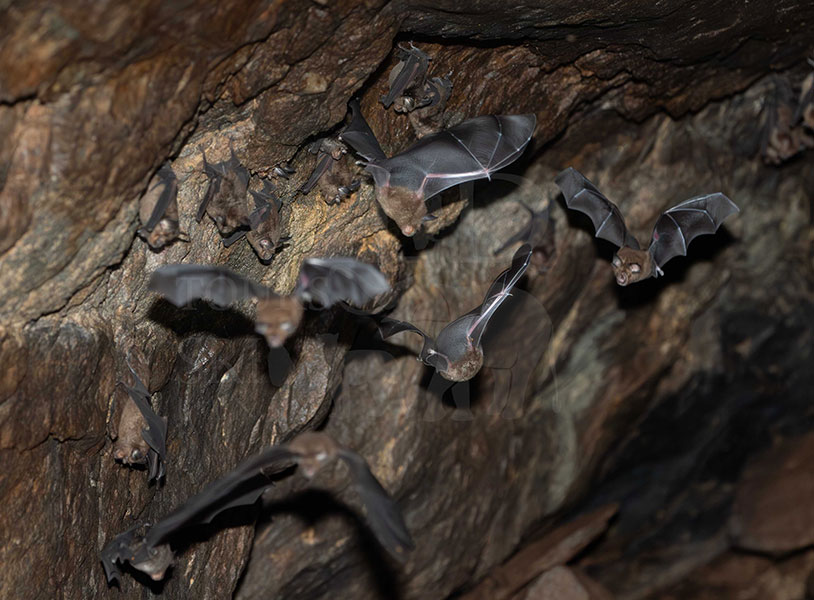 Rufous horseshoe bat (Rhinolophus rouxii)