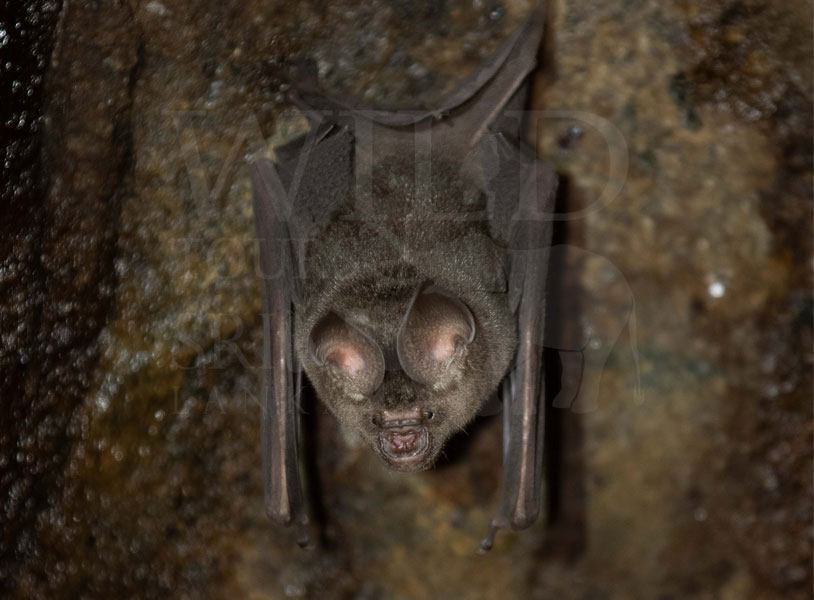 Schnider's leafnose bat(Hipposideros speoris)