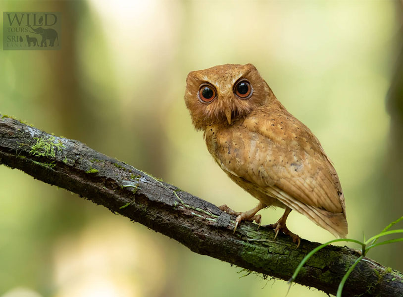 Serendib scops owl (Otus thilohoffmanni)