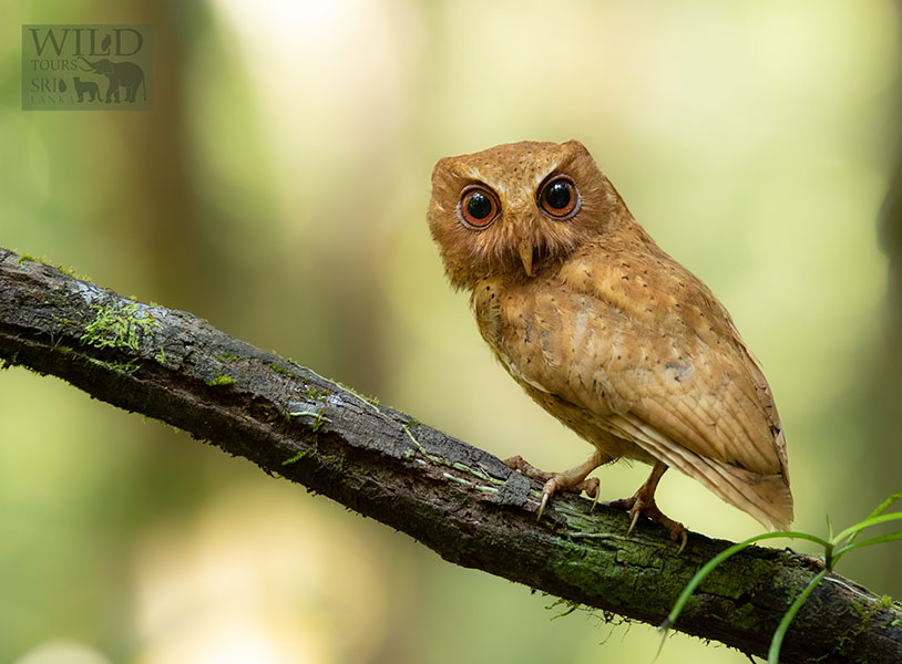 Serendib scops owl (Otus thilohoffmanni)