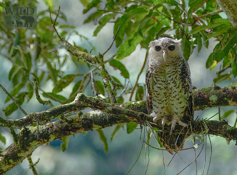 Spot-bellied eagle-owl (Ketupa nipalensis)