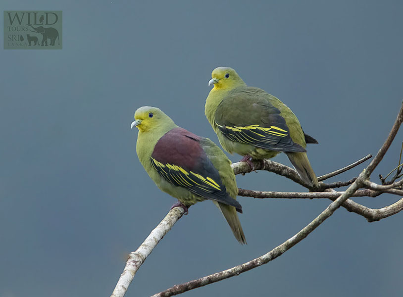 Sri Lanka green pigeon (Treron pompadora)