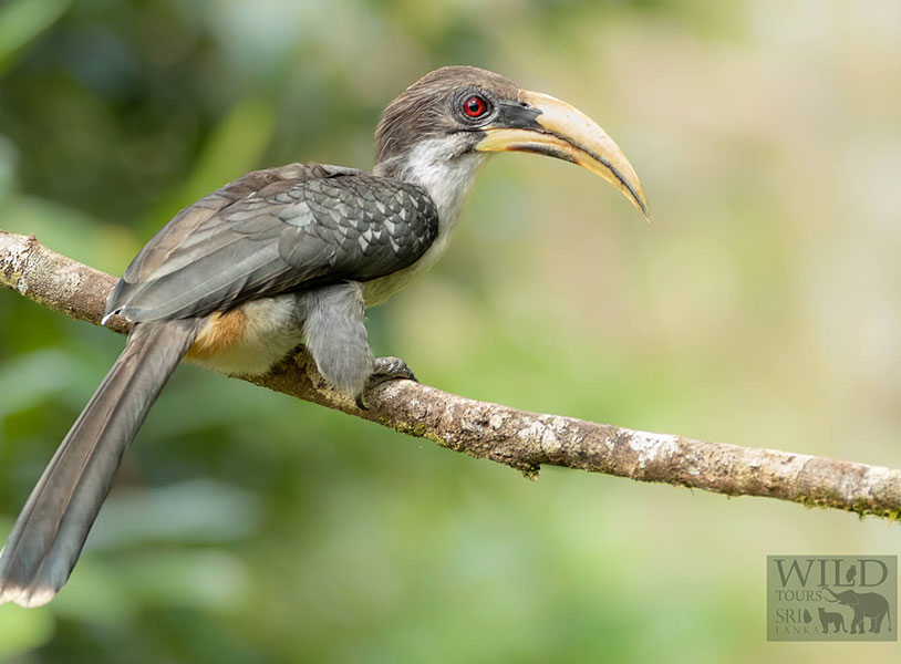 Sri Lanka grey hornbill (Ocyceros gingalensis)