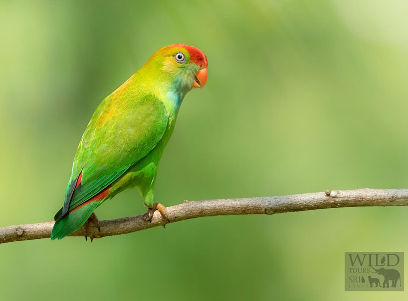 Sri Lanka Hanging Parrot (Loriculus beryllinus)