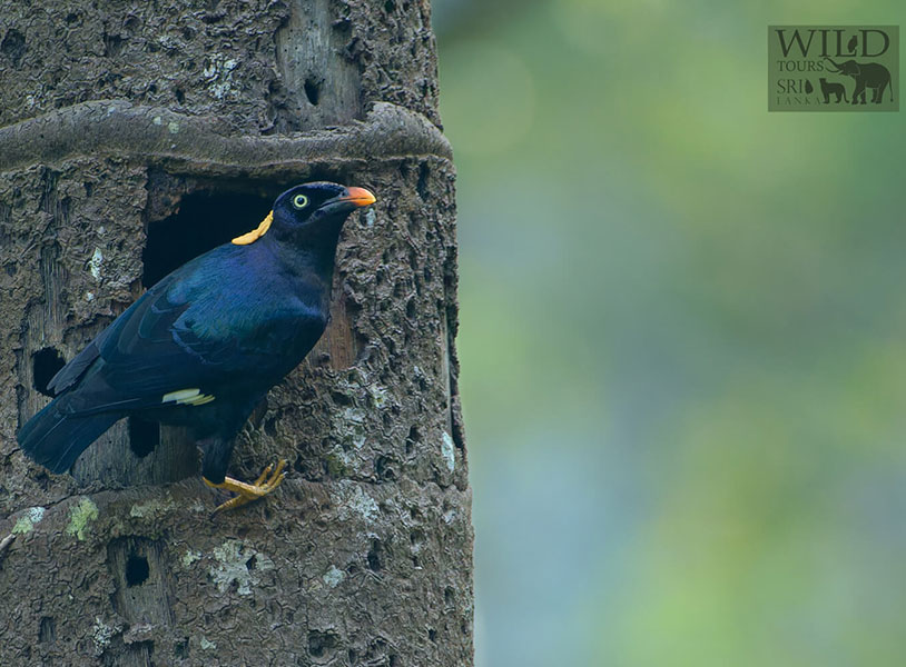 Sri Lanka Myna (Gracula ptilogenys)