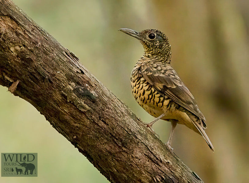 Sri Lanka thrush (Zoothera imbricata)