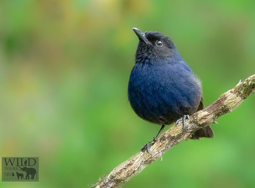 Sri Lanka Whistling Thrush (Myophonus blighi)