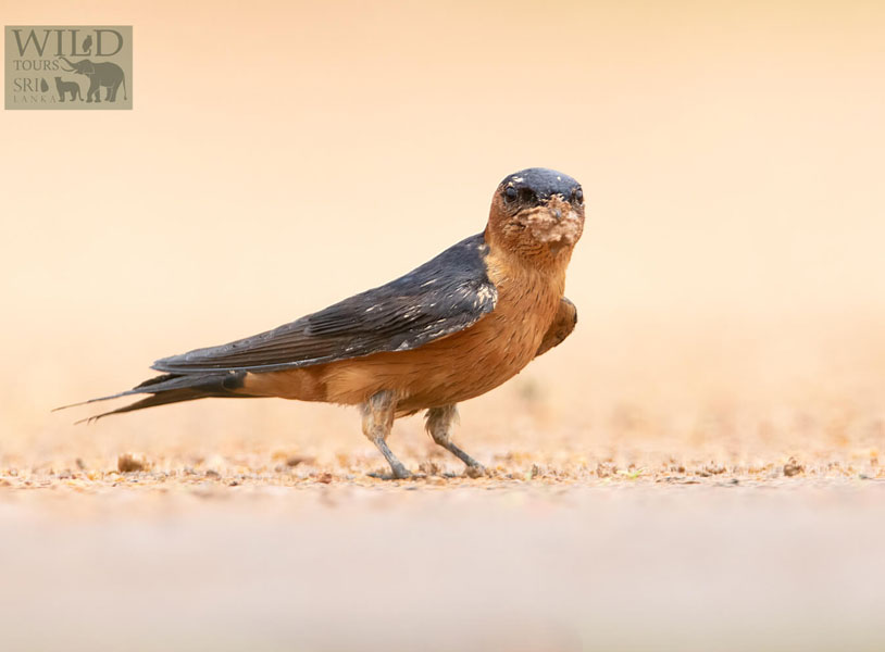 Sri Lanka Swallow (Cecropis hyperythra)