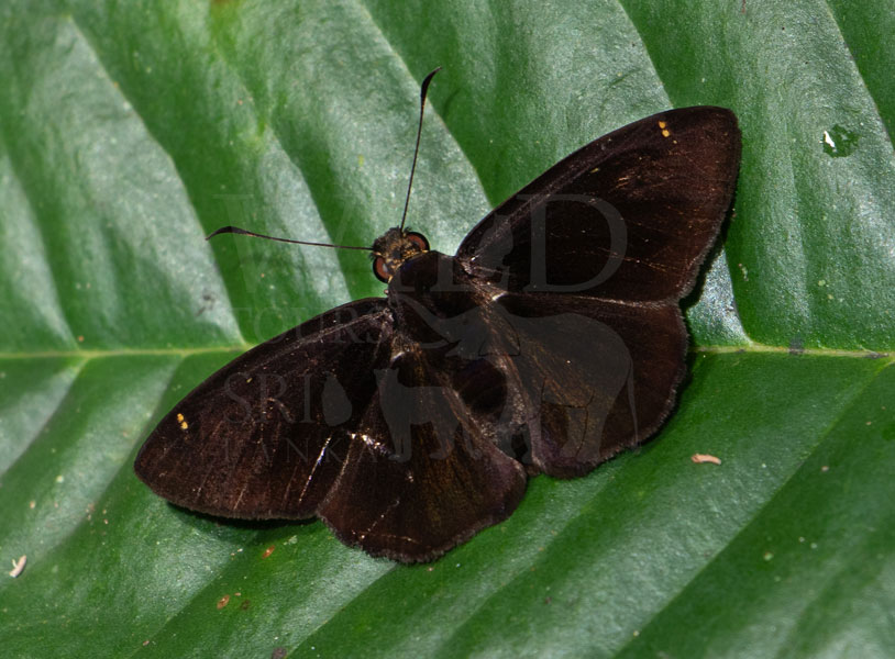 Sri Lankan Black Flat (Celaenorrhinus spilothyrus)