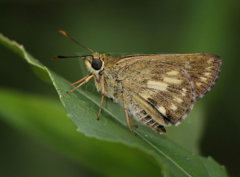 Sri Lankan Lowland Ace (Halpe ceylonica)