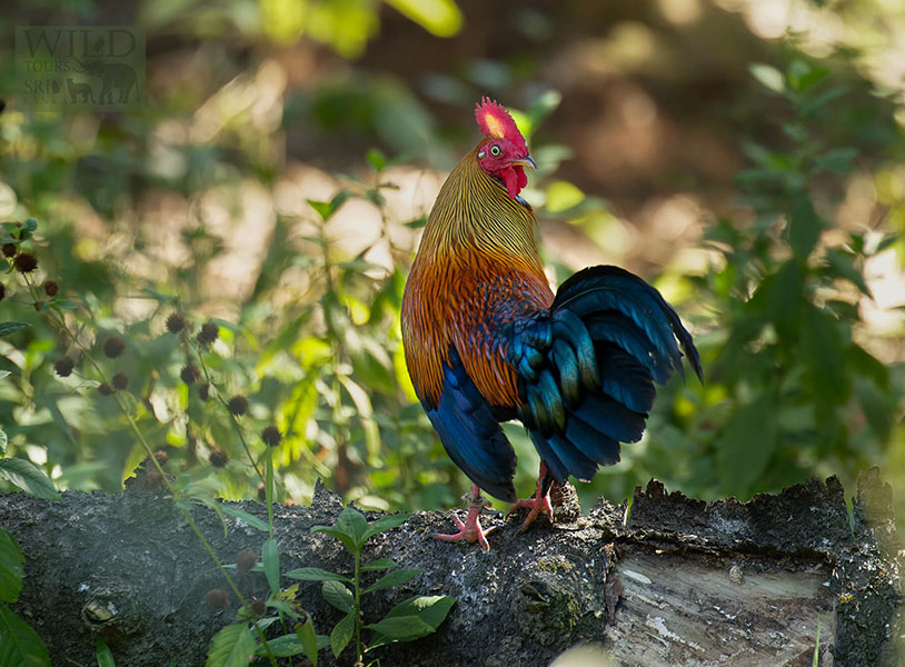 Sri Lankan Junglefowl (Gallus lafayettii)