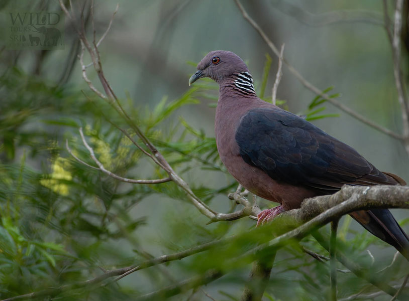 Sri Lankan Wood Pigeon (Columba torringtoniae)
