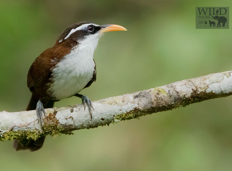 Sri Lanka Scimitar Babbler (Pomatorhinus melanurus)