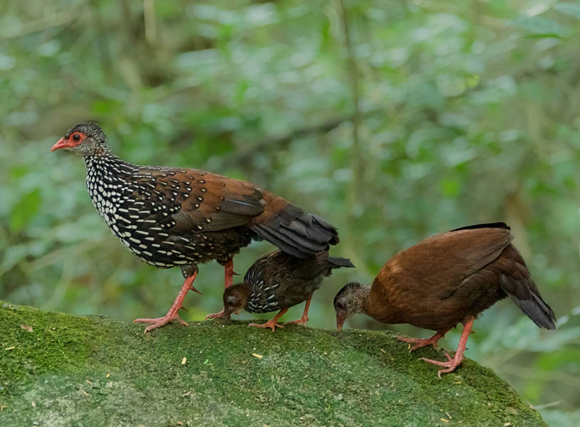 Sri Lanka Spurfowl (Galloperdix bicalcarata)