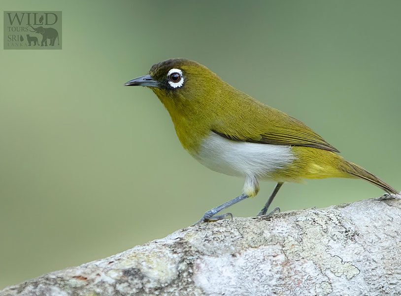 Sri Lanka White-eye (Zosterops ceylonensis)